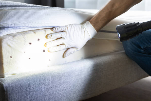 Best Termite Control Services  in Glasgow, KY