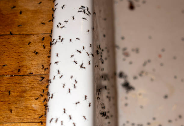 Insect Control in Glasgow, KY